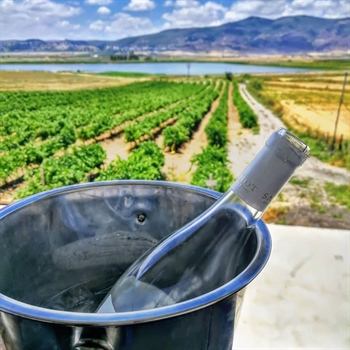 12 יקבים בעמק: סצנת היין של עמק יזרעאל