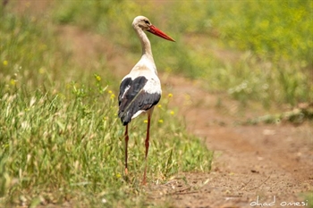 סתיו של ציפורים: יוצאים לטייל באתרי רשות הטבע והגנים