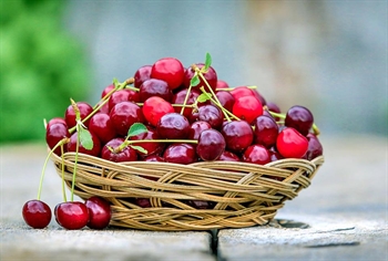 קטיף פירות קיץ ברמת הגולן – כל האתרים וכל הפירות