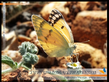 הושק פארק "אגם הפרפרים" הראשון בישראל