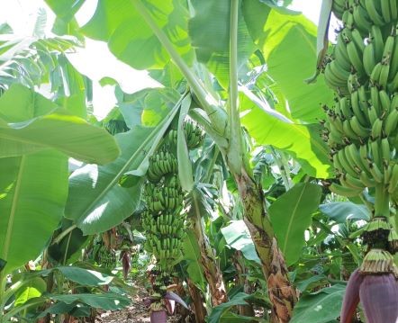 סיור חקלאי מודרך במטע הבננות